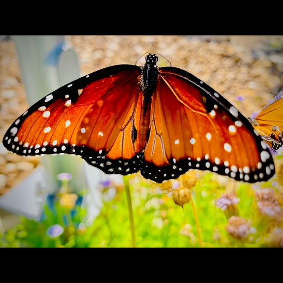 Meet your Posher, Nelda - Picture 1 of 2